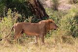 TANZANIA - Serengeti National Park - Leone maschio - 15